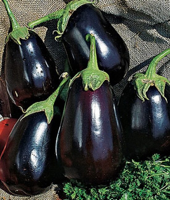 Albatross aubergine sort