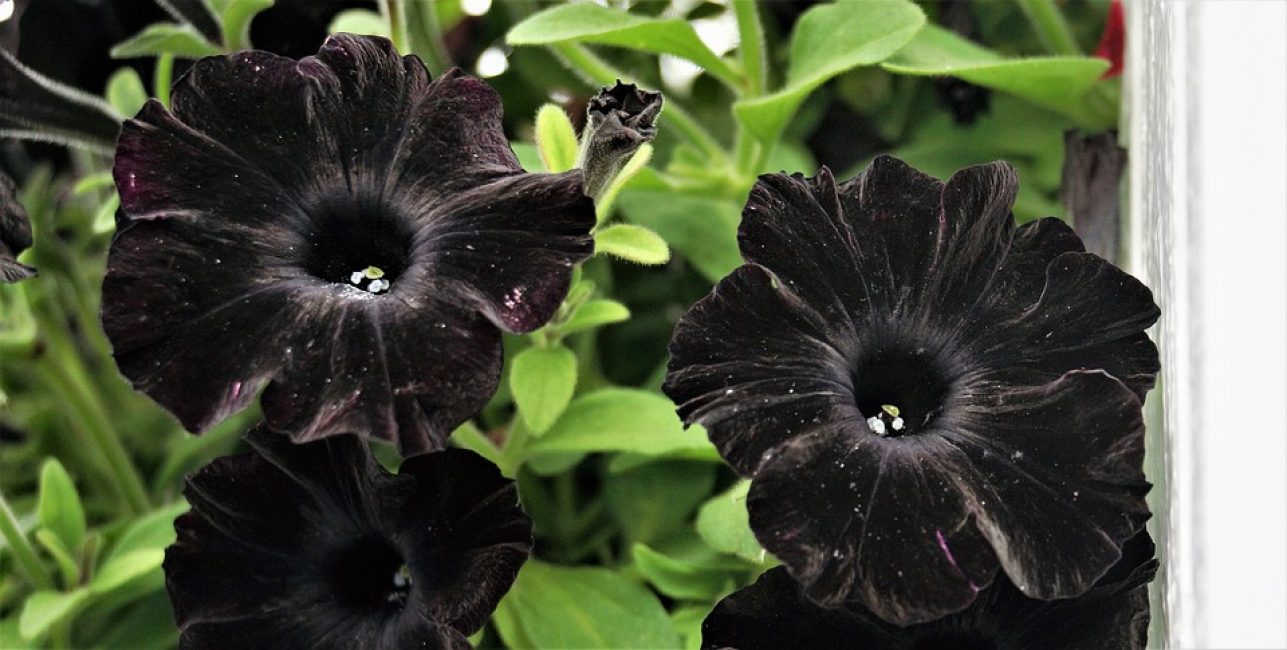 Petúnies negres místiques per als amants dels tons foscos.
