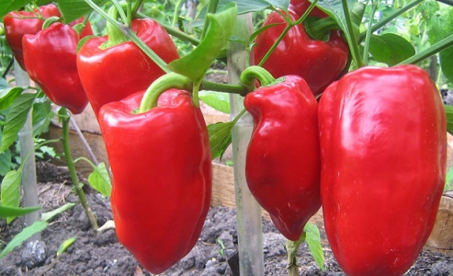 Zamatos, húsos gyümölcsök. Pepper egy igazi hős!