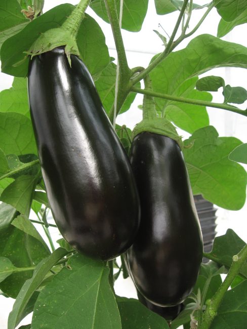 Flodhäst aubergine sort
