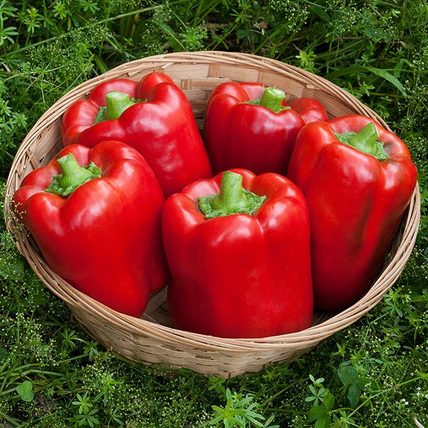 Pepper California Miracle