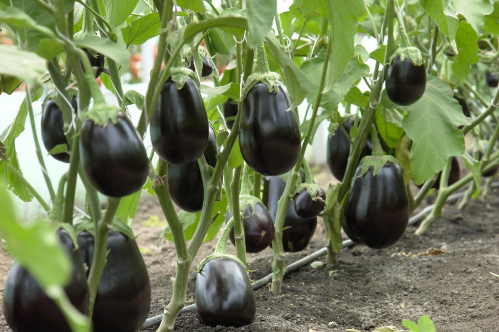 Clorinda aubergine sort