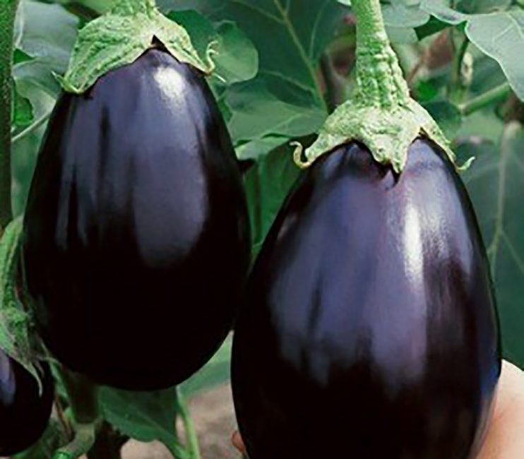 Svart stilig aubergine sort