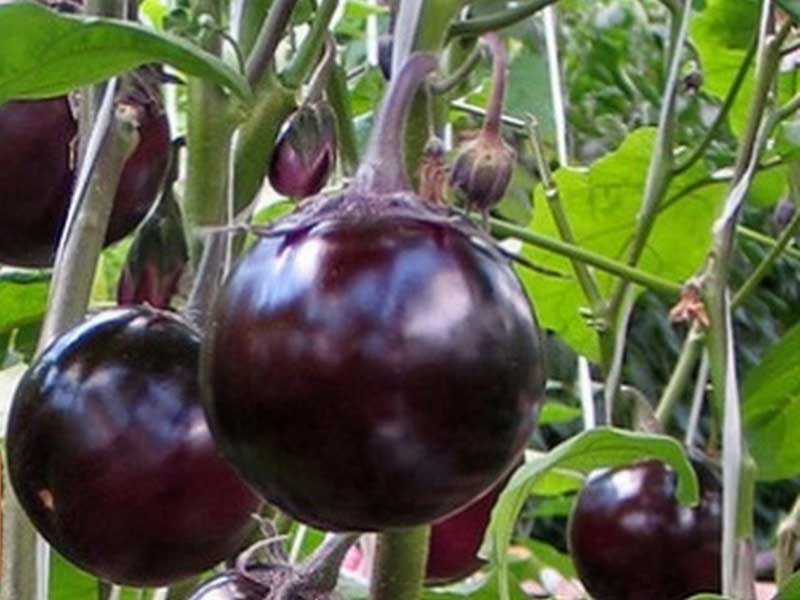 Sancho Panza aubergine sort