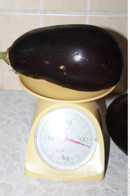 Bull's panna aubergine sort