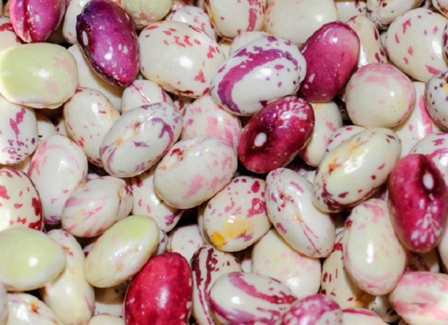 Keskikaistan puutarhureiden suosikki on aikainen kypsä (90 päivää) Gribovskaya. Kerää suurimman mahdollisen määrän vitamiineja ja kivennäisaineita lyhyessä ajassa.