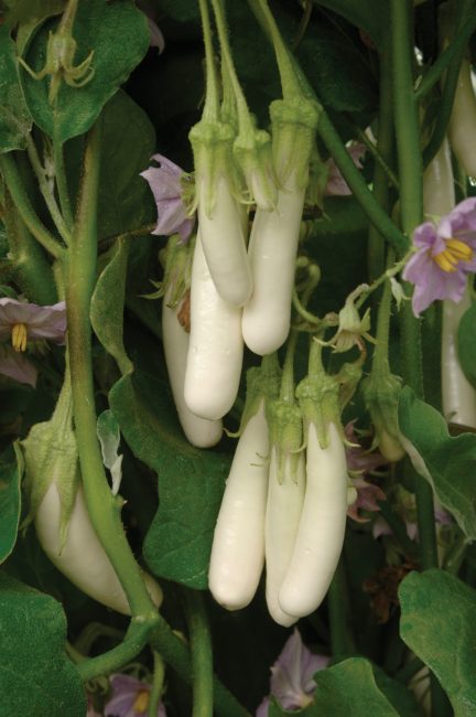 Istappar aubergine sort