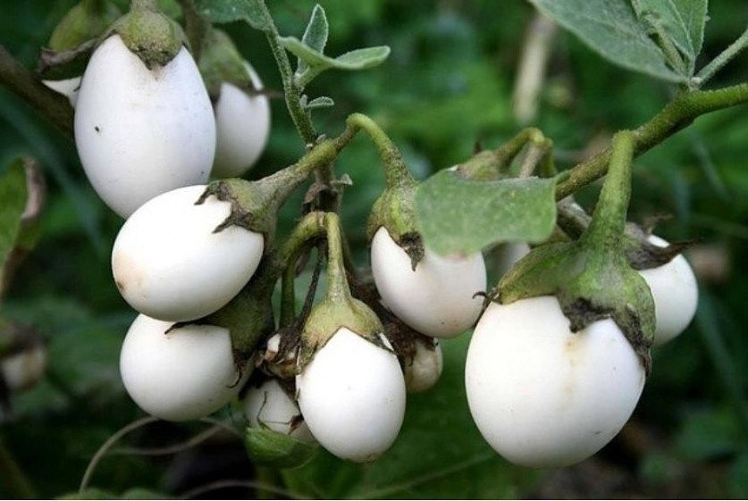 Ping pong aubergine sort