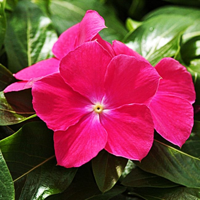 Πολλοί άνθρωποι πιστεύουν ότι 100 λουλούδια catharanthus έχουν μαγικές δυνάμεις. Αλλά μάταια.