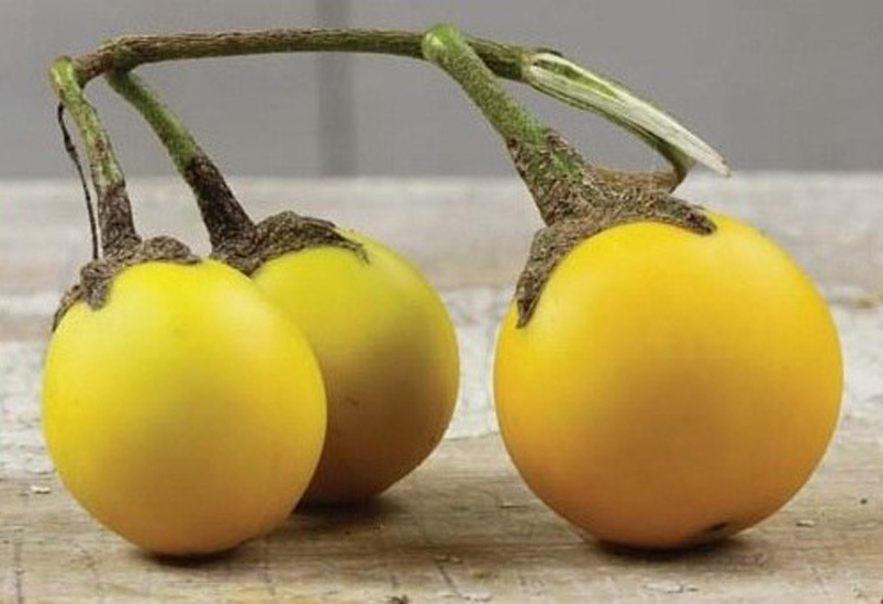 Gyllene ägg aubergine sort