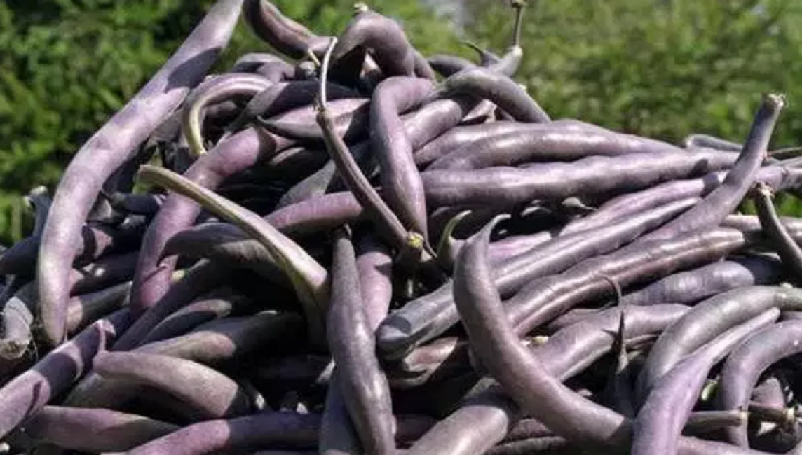 Keskiaikainen lajike Purple Queen (Purple King) antaa hyvän sadon 15 senttimetrin purppura-lilapavuille missä tahansa maaperässä