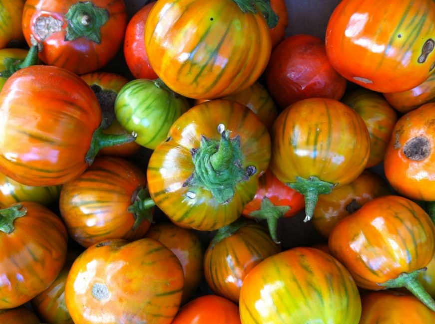 Turkisk apelsin aubergine