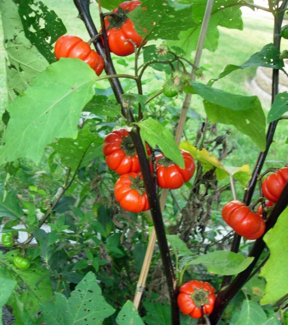 Röd volang aubergine sort