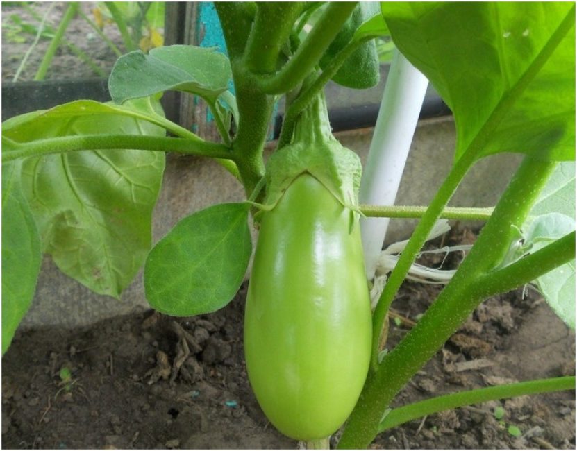 Alenka aubergine sort