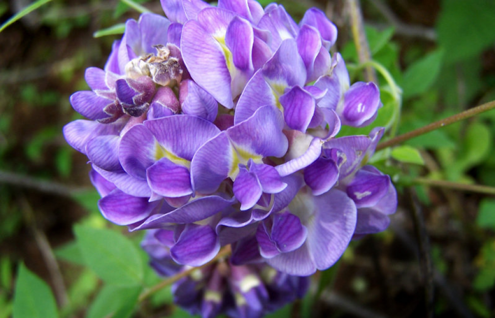 Dolichos purppura (Lablab purpureus).