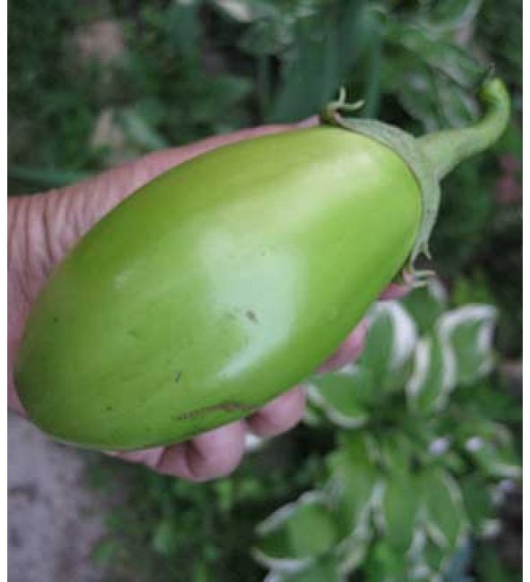Grön aubergine sort