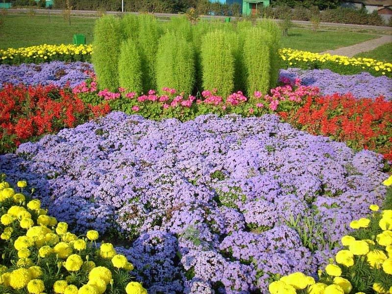 Ageratum