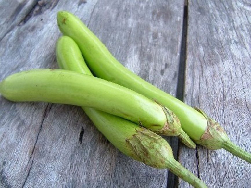 Thai grön aubergine sort