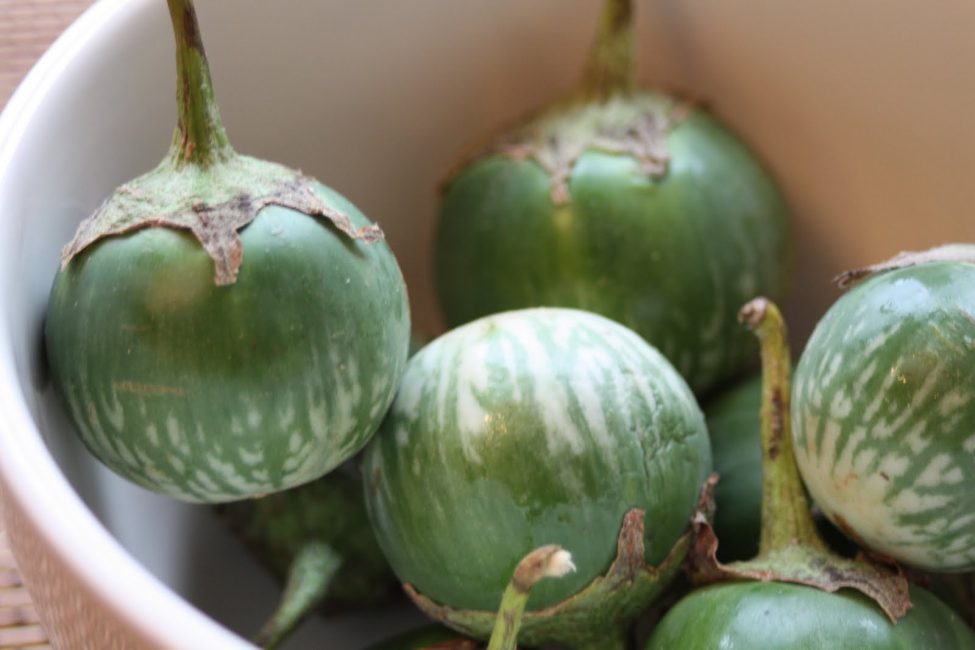 Thai grön aubergine sort