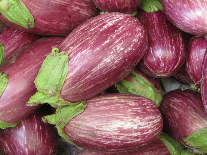 Matrosik aubergine sort