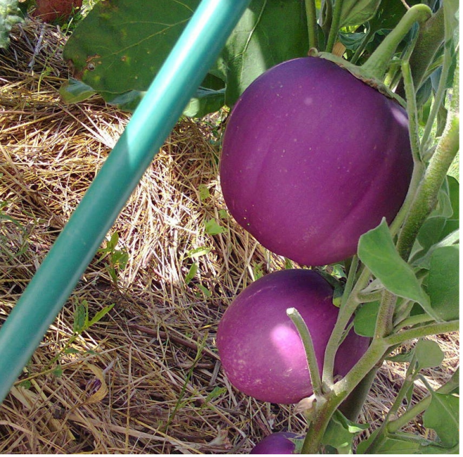 Bumbo aubergine sort