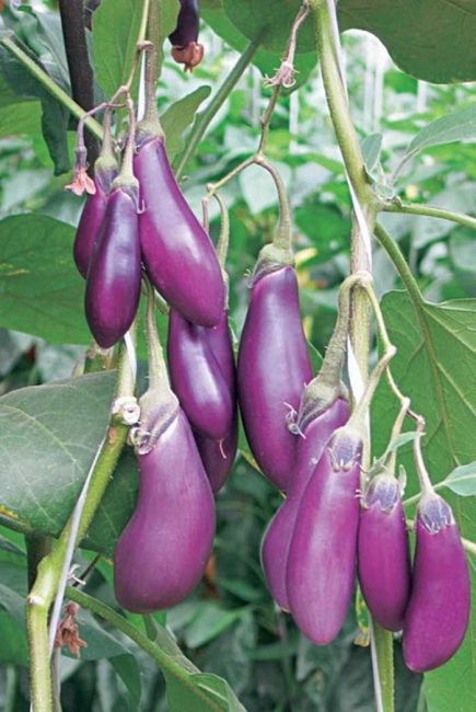 Aubergine av Balagur kvalitet