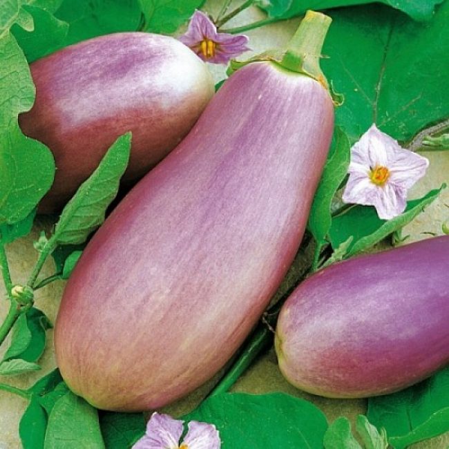 Romantisk F1 aubergine sort