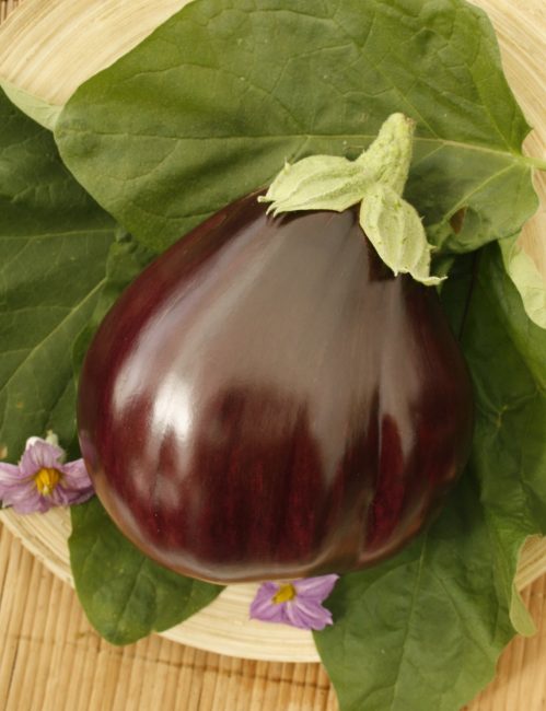Bull's heart aubergine sort