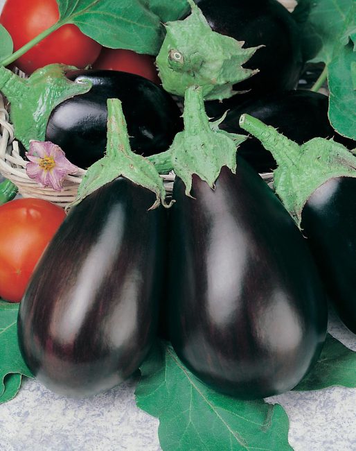 Sofia aubergine sort