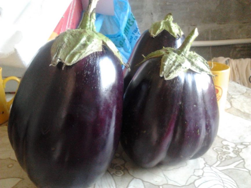 Sort måne aubergine