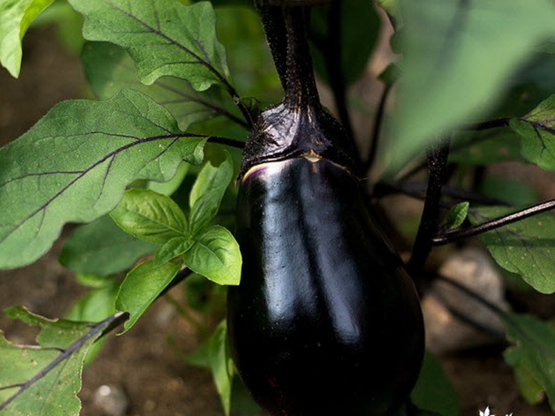 Nötknäppare aubergine sort