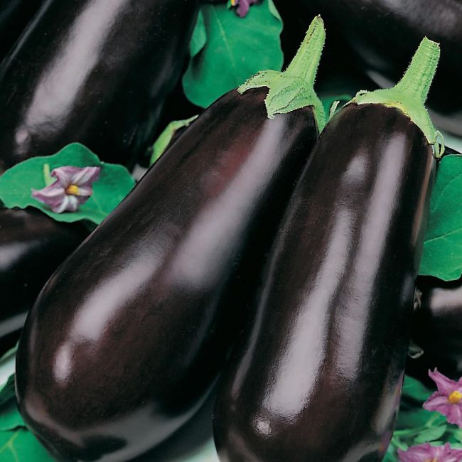 Bagheera aubergine sort