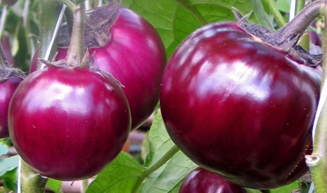 Namnge aubergine sort