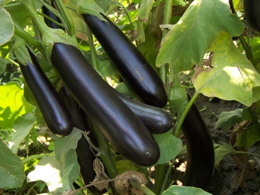 Samurai aubergine sort
