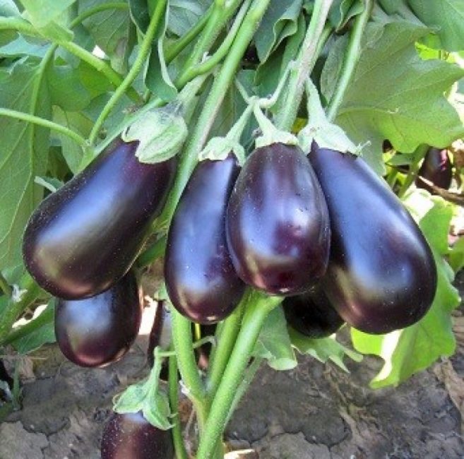 Prado aubergine sort