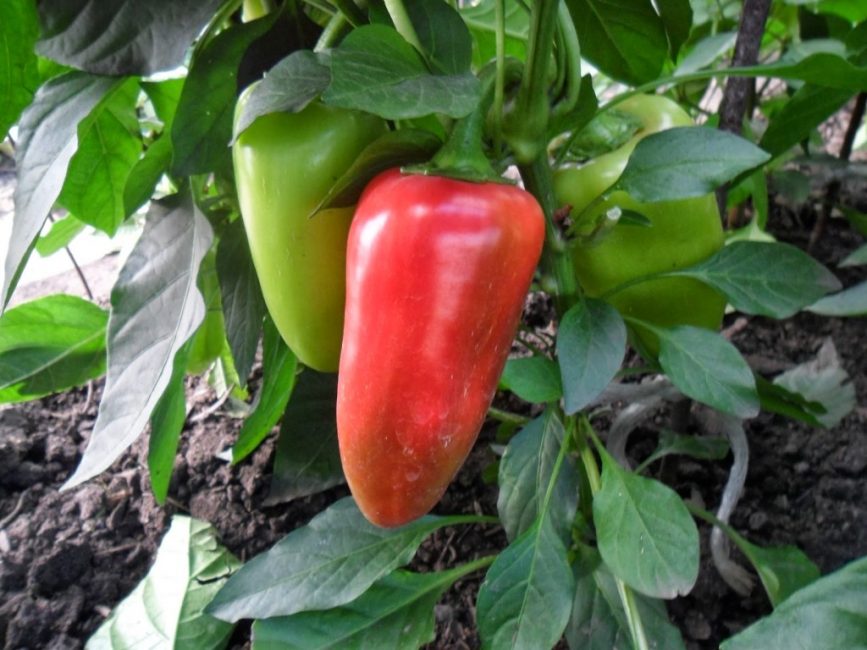 A kupets kaliforniai paprika korai fajtája