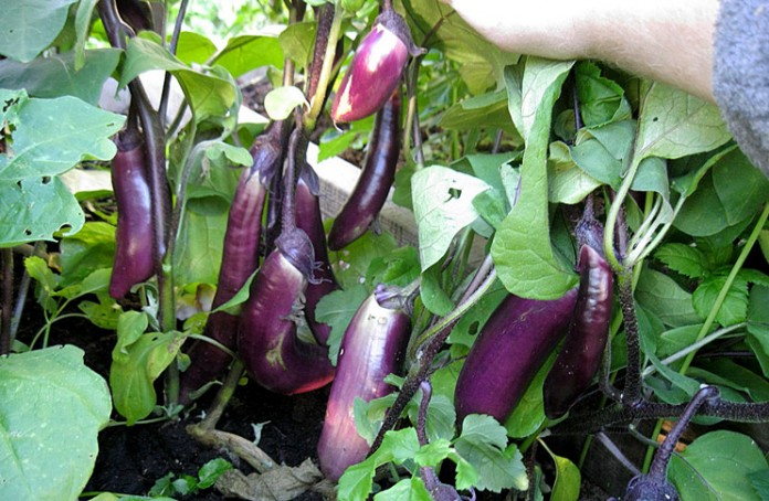 King of the North F1 auberginesorten