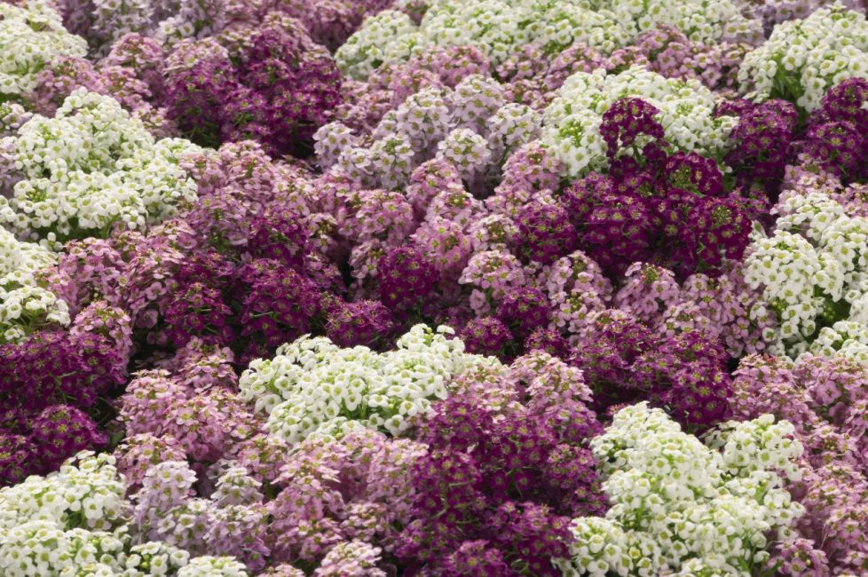 Värien mellakka - sateenkaarimatto eri alyssum-lajikkeista