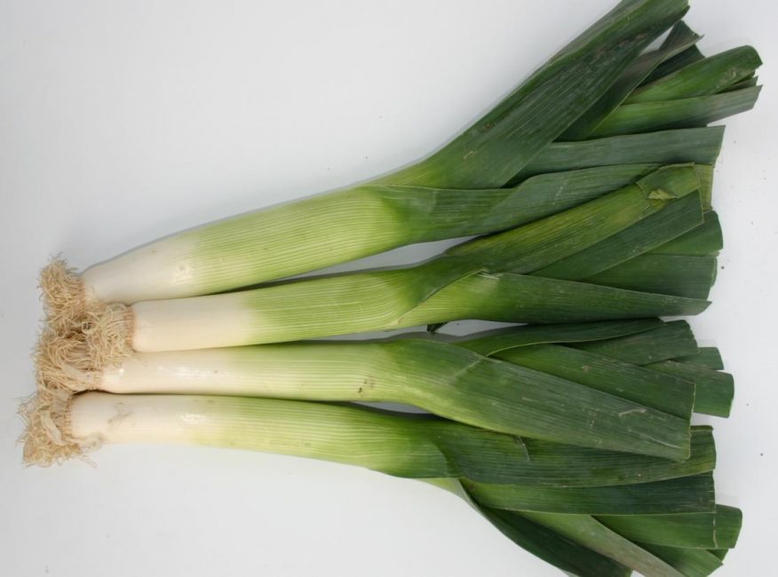 Purjo