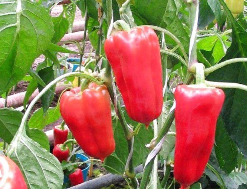 Pepper Health