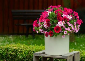 Petunia: descripción de las 20 mejores variedades.