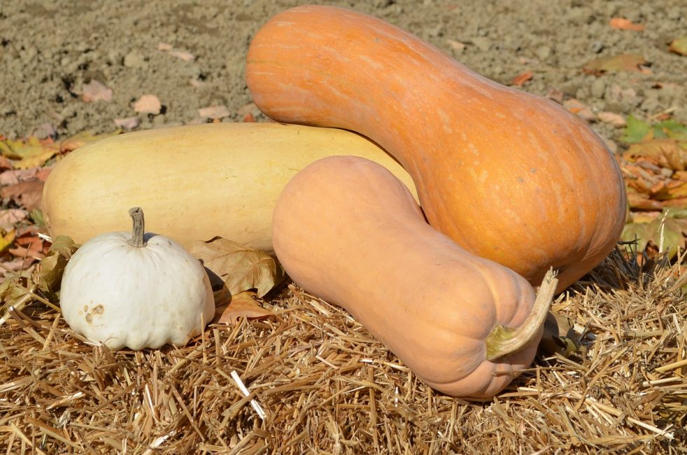 Variedades de calabaza de piel dura.