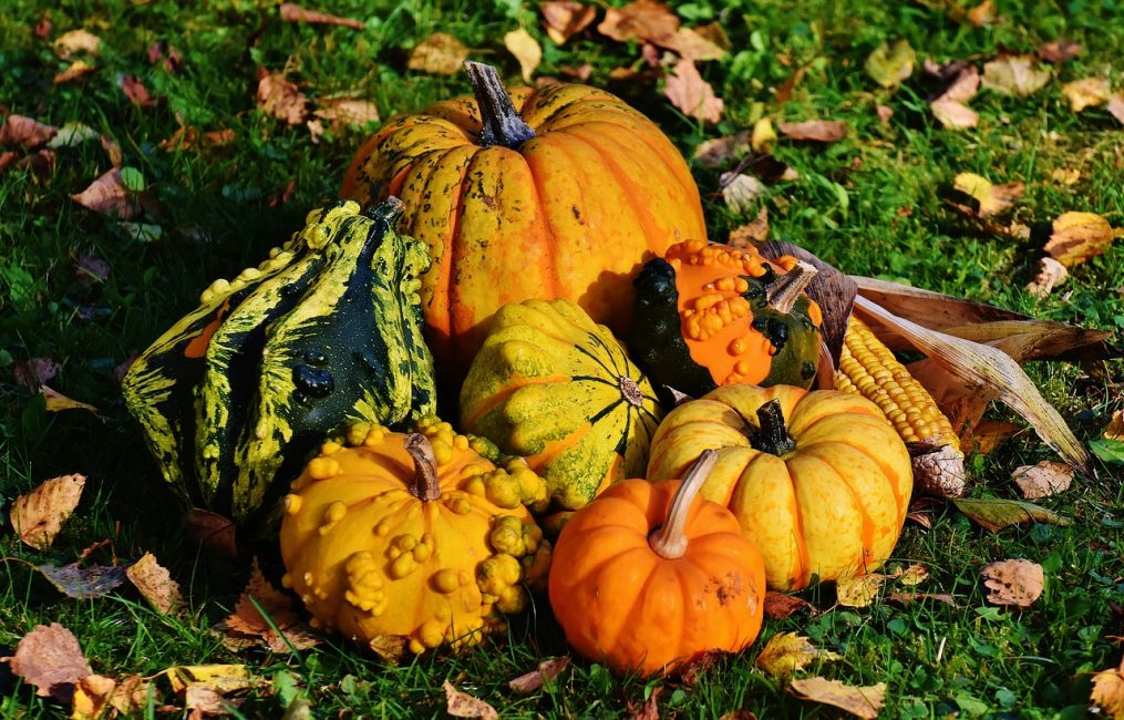 Variedades ornamentales de calabaza.