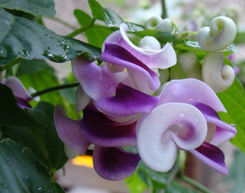 Vigna Caracalla (Vigna caracalla).