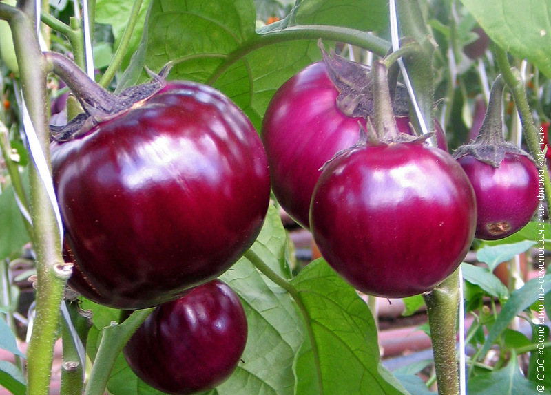 Bourgeois F1 aubergine sort