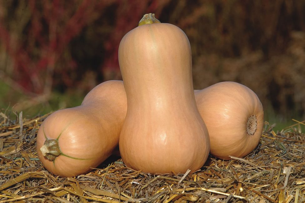 calabazas híbridas