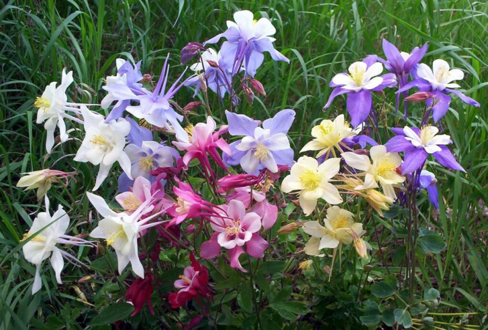 aquilegia i det öppna fältet