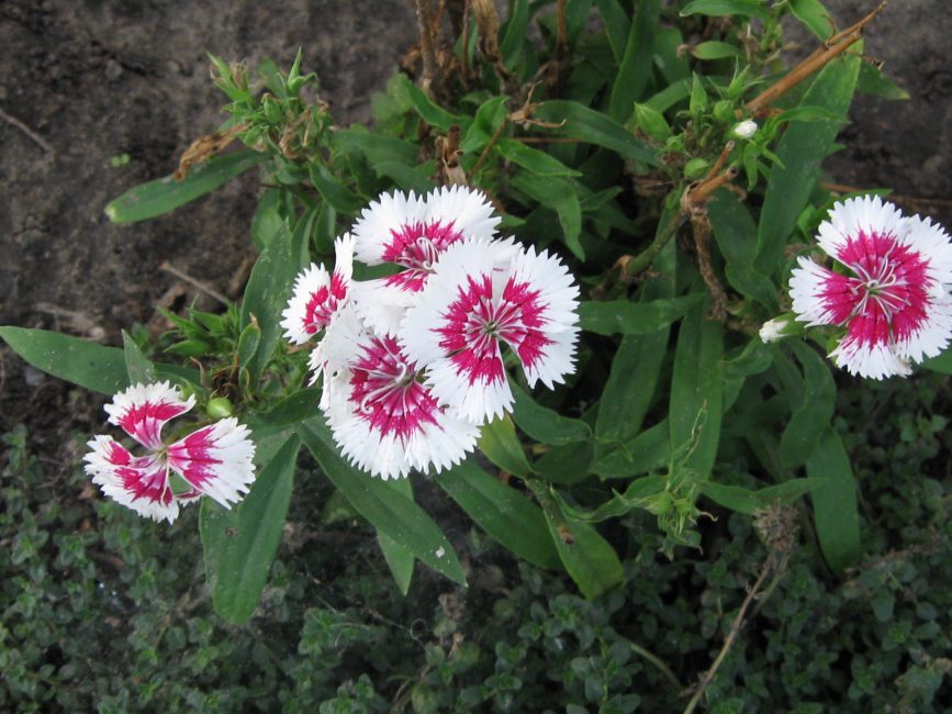 neilikka pinnate