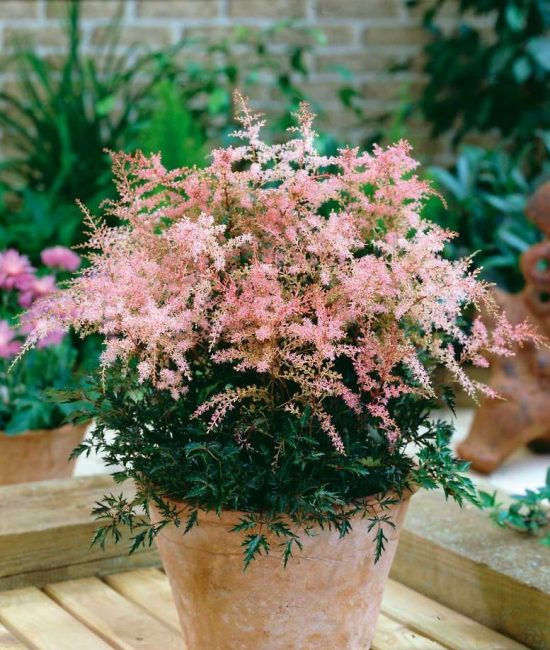 Astilbe Sprite