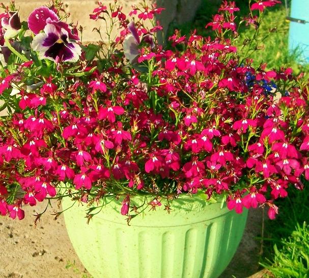 Lobelia Rosamunda
